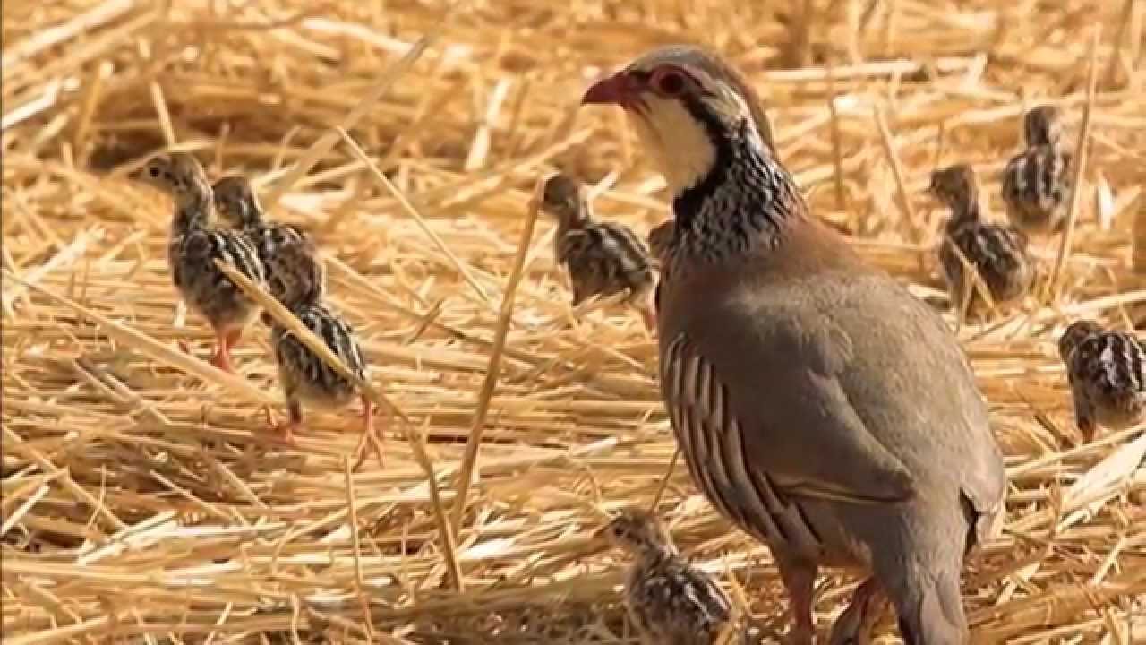 مخماس صور من الذاكرة