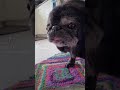 Senior Pug finds out that he's cute