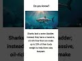 sharks liver