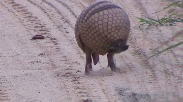 Dove si trovano gli armadilli?