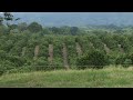 Cítricos con Vocación exportadora Naranja y Limón Tahití - Campo - Mundo del Campo