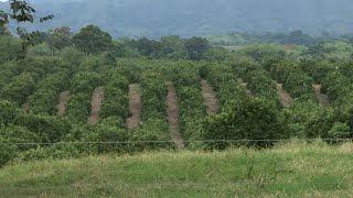 Cítricos con Vocación exportadora Naranja y Limón Tahití - Campo - Mundo del Campo