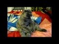 Мой кот любит хип хоп! КЛИП (By Аватария) AVATeam channel