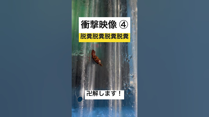 【衝撃映像】侵入だけに止まらず、脱糞、、、ムカつきを通り越して、覚醒。卍解します。 #善さん #金魚 #らんちゅう #goldfish #youtube #善金魚 #動物 #bleach