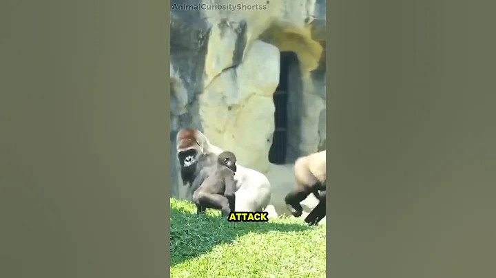 This Silver Back Deals With an Aggressive Gorilla! #shorts #animals