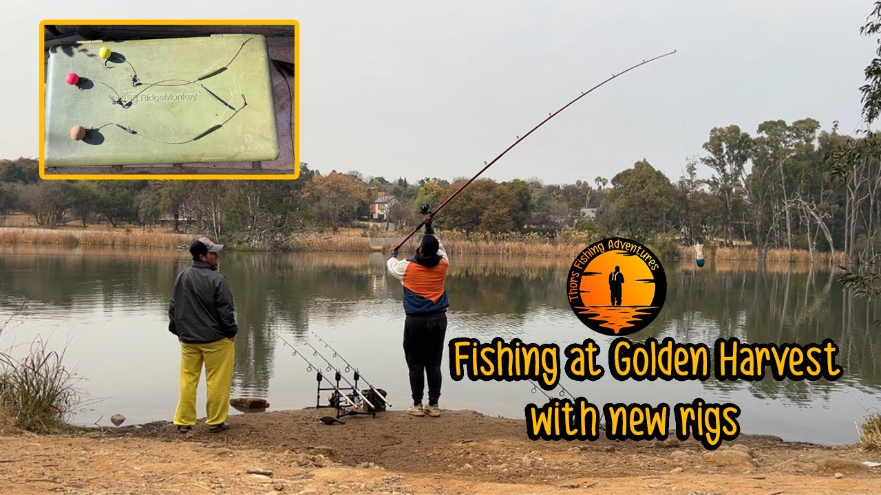 Fishing at Golden Harvest with new rigs - YouTube
