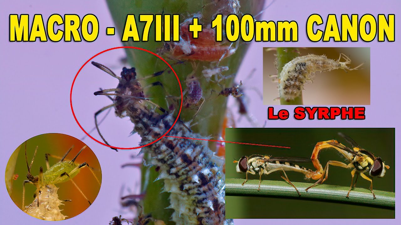 La Larve du Syrphe - Un super-Prédateur à Pucerons