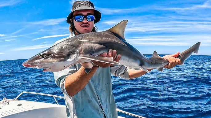 sportfish_chasina catches marlin on @alistlures Trump Fishing Lure?!?