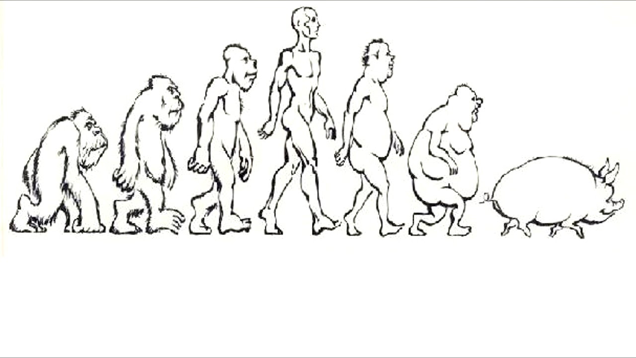 Процесс превращения человека в обезьяну. Теория Дарвина картинки. Теория Дарвина о эволюции человека. Эволюция Дарвина в картинках. Превращение обезьяны в человека.