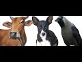 गाय, कुत्ता, कौआ और चींटी को अन्न देने से क्या लाभ है//हिन्दू धर्म में क्यों महत्वपूर्ण हैं।