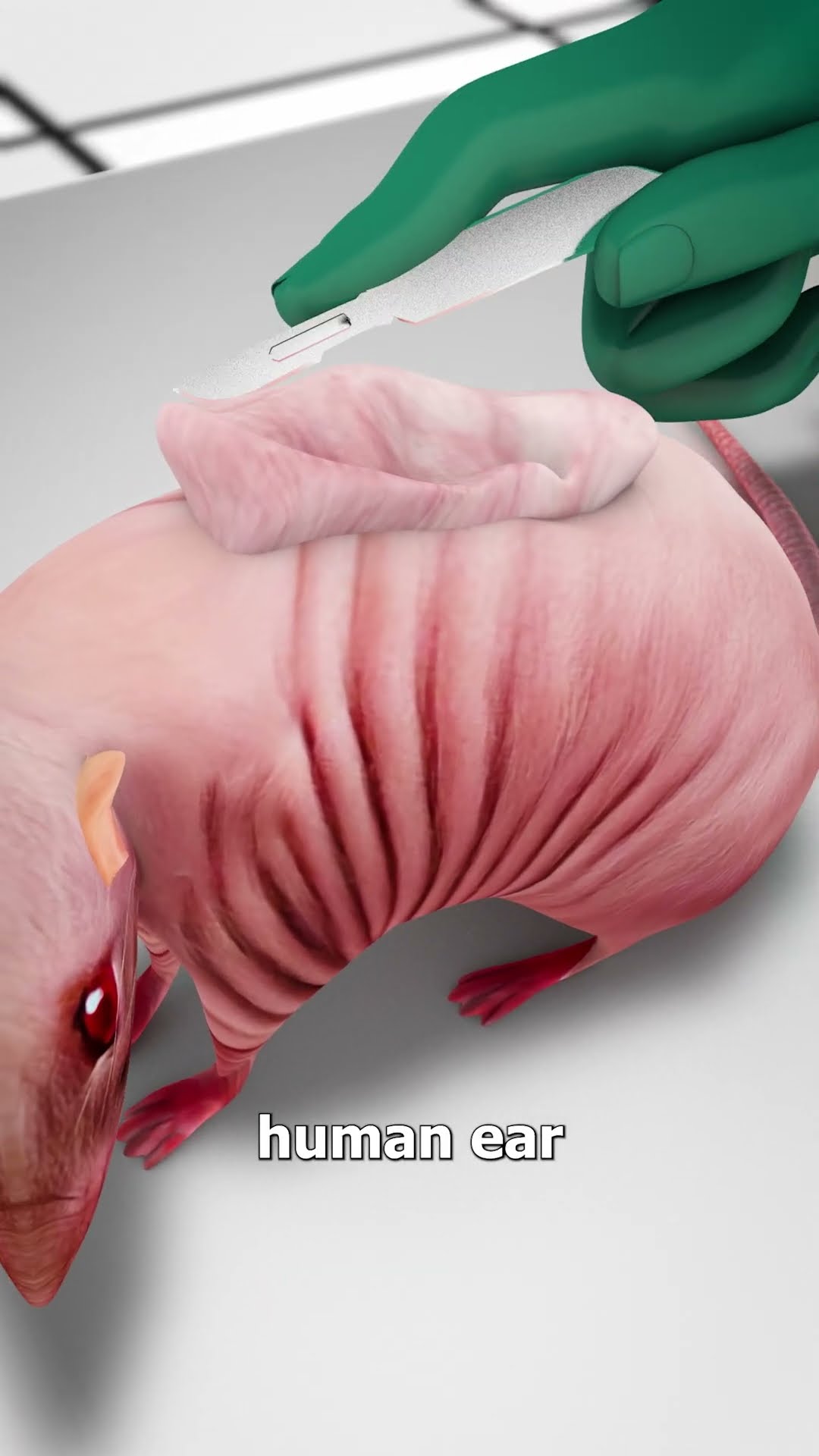 Growing An Ear On A Mouse ?
