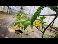 EASIEST Way to Tie and Stake Tomato Plants!