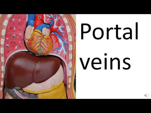 Portal veins talk