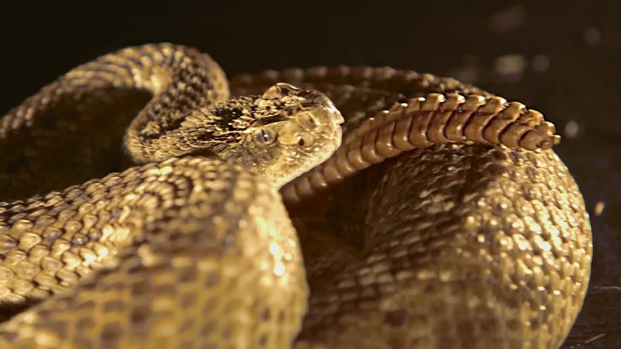 Slow Motion Rattlesnake Tail | BBC Earth