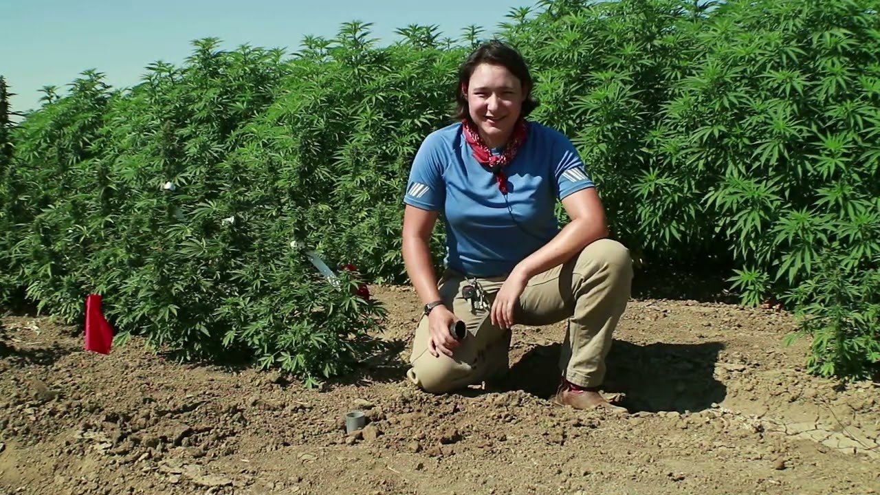 Industrial Hemp: Research Update