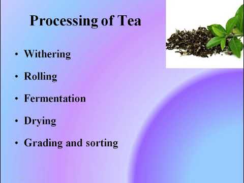 Tea - Camellia sinensis by Dr Vartika Jain