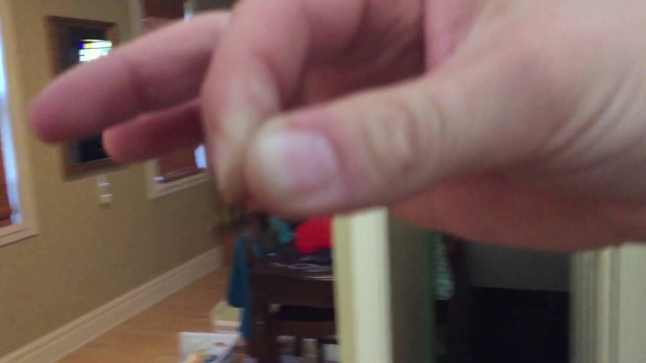 Flight of the Wasp Carcass