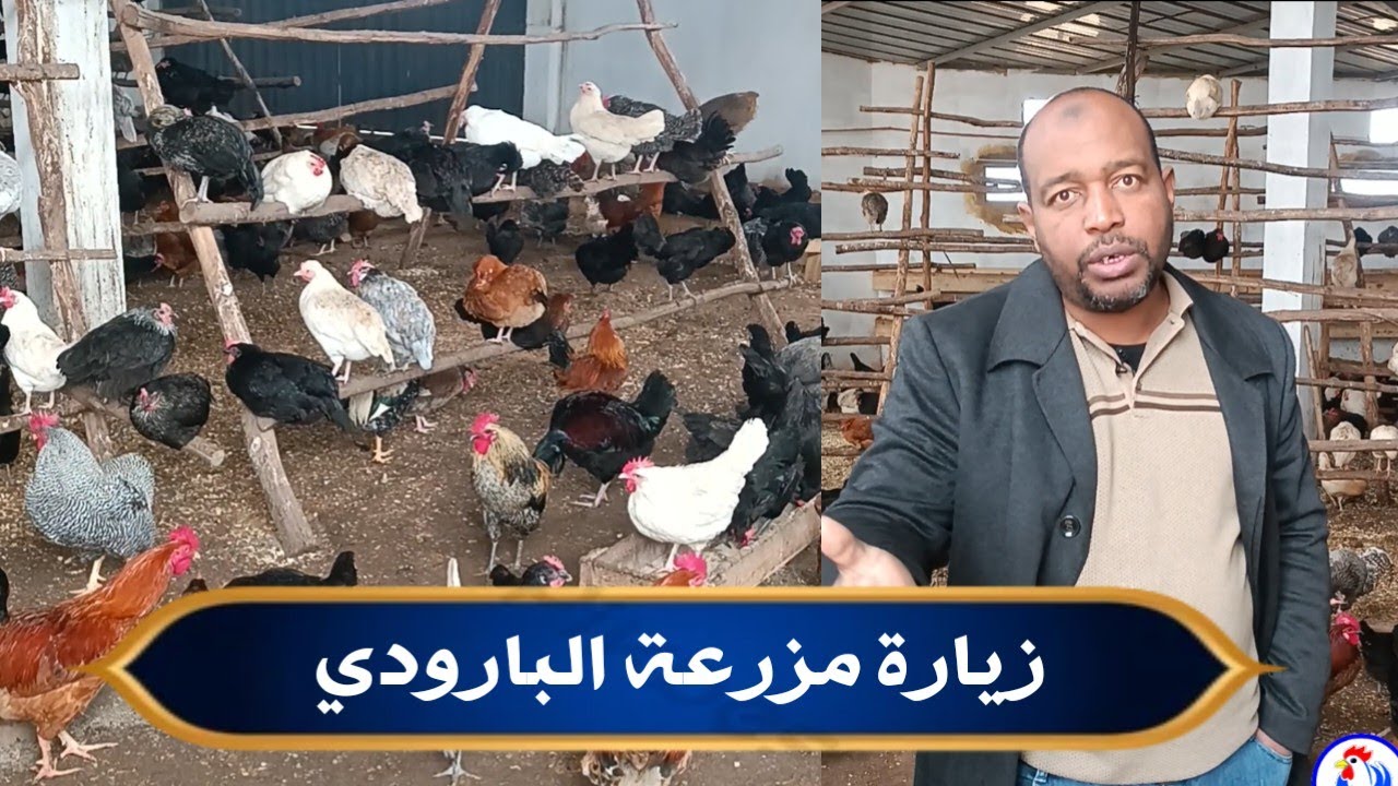 زيارة مزرعة عادل البارودي لخليط السلالات موسم 2026
