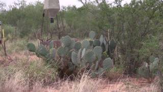 Bowhunt for a Great Buck in Mexico at Rancho Alto Bonito