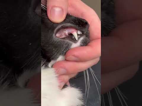 Video: Koľko zubov má mačka, ako si ich čistiť