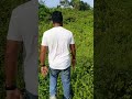 আমরা পাহাড়ে উঠছি | ময়নামতি শালবান বিহার। #ShalbanBihar #maynamati
