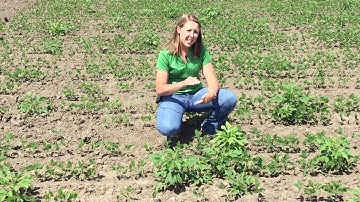 Post Weed Control in Soybeans