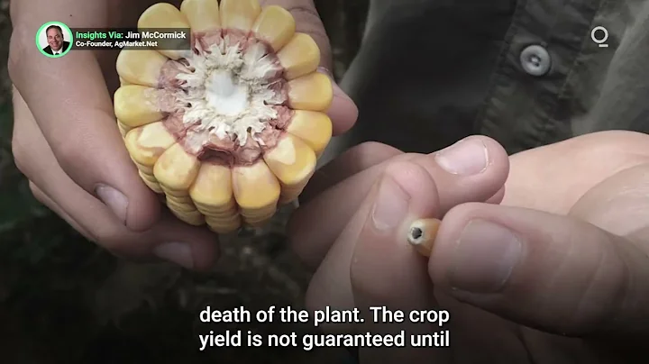 Excessive Heat Puts US Corn and Soybean Yields Under Pressure