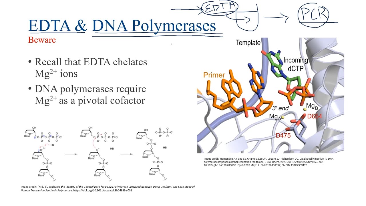 Intro To Cell Lysis Buffers