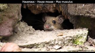 Lustige Waldmaus  Wood mouse  Apodemus sylvaticus (1080p HD)