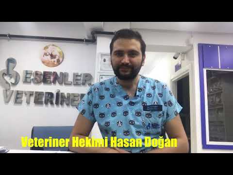 Video: Sulu Meyveler Kediler Ve Köpekler İçin Zehirli Midir?