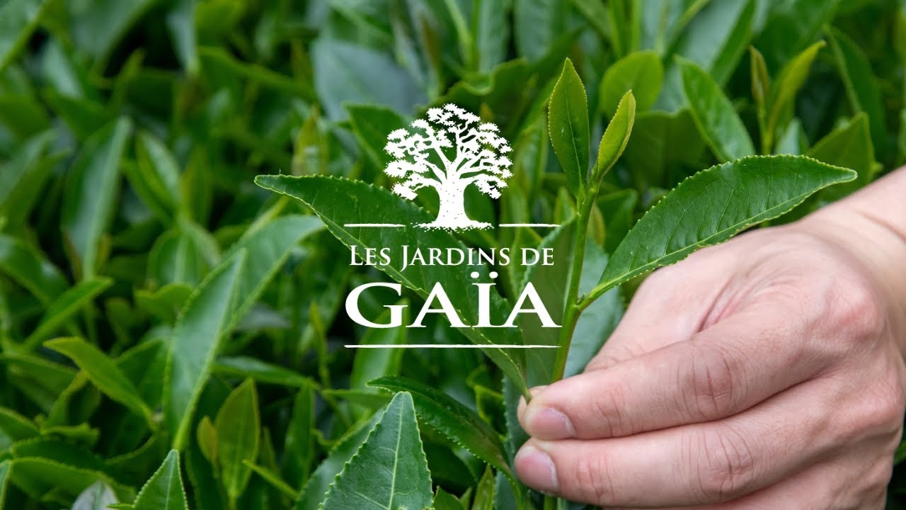 🌿 Découvrez la raison d’être des Jardins de Gaïa : Le goût du thé engagé 🌿