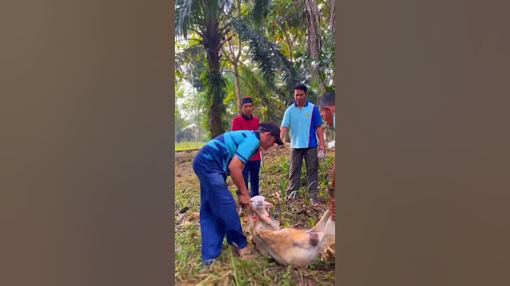 Vibes Hewan Qurban terunik #pondokpesantren #santriforpeace #sumateraselatan