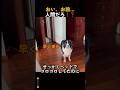 おい、お前……人間だろ！？#犬 #おもしろ犬 #犬のいる暮らし