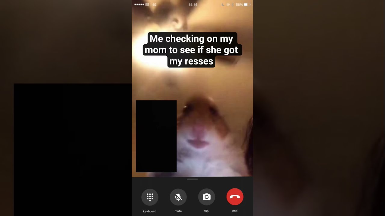 Gotta Make Sure Hamster Memes