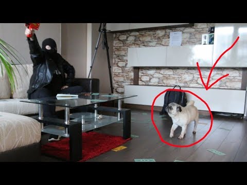 Видео: Разбиване на кученце от къщи