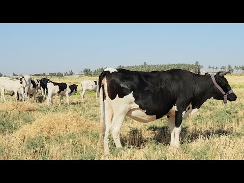 الصراف الطبيعي للابقار حياة الحيوان الجنسية و دورة الشبق الطبيعية لدى الابقار