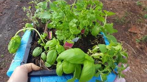 Mini Floating herb, vegetable and flower garden