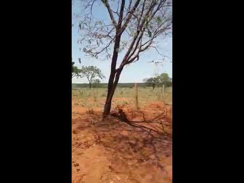 A arvore chora no sertão! Fenômeno da natureza ou sinal dos tempos? Veja o vídeo