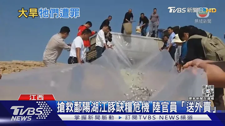 搶救鄱陽湖江豚缺糧危機 陸官員「送外賣」｜TVBS新聞 - 天天要聞