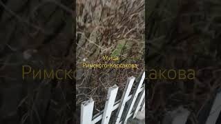 Калининград 9 февраля 2025 Улица Римского-Корсакова