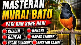 Murai Batu Gacor Untuk Memancing Emosi Lawan Nembak Cililin Kenari Lovebird Kapas Tembak Cungkok