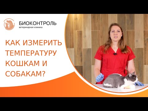 🌡 Как правильно измерить температуру собакам и кошкам? Как измерить температуру собаке и кошке. 18+