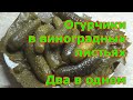 Огурцы в виноградных листьях. Слабомаринованные, вкусные и хрустящие. Заготовка без стерилизации.