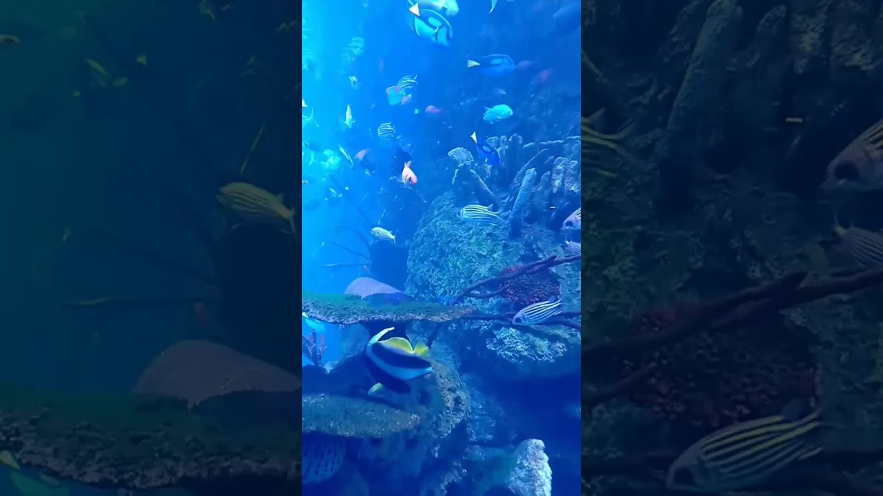 Jakarta Aquarium new 