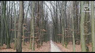 Gong And Koshi Terra Harmonizing Winter - With Amazing Nature (Prekmurje - Bukovnica)