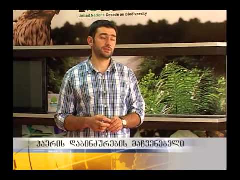 საინფორმაციო გამოშვება 12 საათიანი - 22.08.13