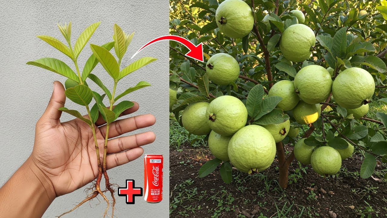 How to Root Guava Cuttings in Water or Soil | Easy & Fast Method - YouTube