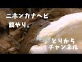 #01【カナヘビ飼育】カナヘビ達にイエコを与えて眺めるのこと。