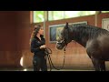 How to build up muscles in horse training