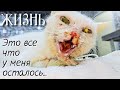 Кошка выживала в подвале / она умирала от голода /не могла есть из-за герпеса / help save the cat